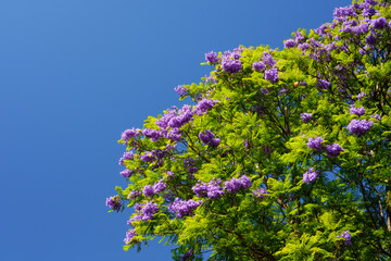 Jacaranda tree (mimosifolia) blooming season in Adelaide, South Australia
