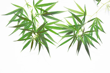 cannabis leaf isolated on white background