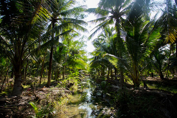 Organic coconut plantations in the Samut Songkram area of ​​Thailand.