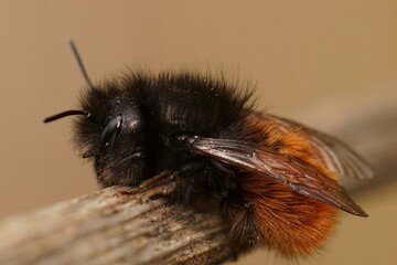 Closeup of a fresh female of the horned orchard mason bee , Osmia cornuta in the garden