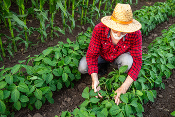 Fototapeta premium Hardworking farmer inspecting crops in soybean field.
