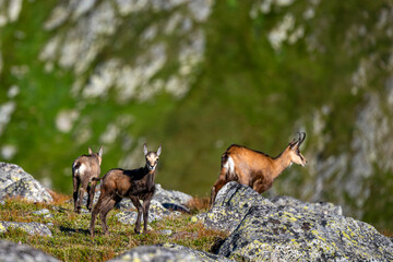 The Tatra Chamois, Rupicapra rupicapra tatrica. A chamois in its natural habitat in the Tatra Mountains.