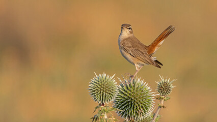 Bird photographs i took in Türkiye. At their wildlife habitat.