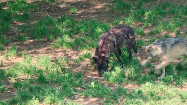 Canadian timber wolf
