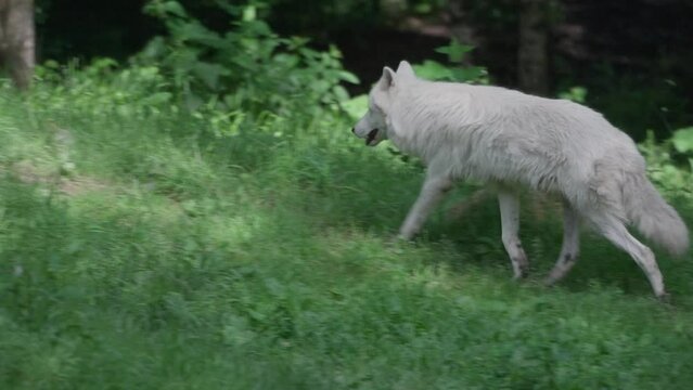 Arctic wolf (Canis lupus arctos)