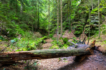 Sächsische Schweiz - Entlang der Schwedenlöcher