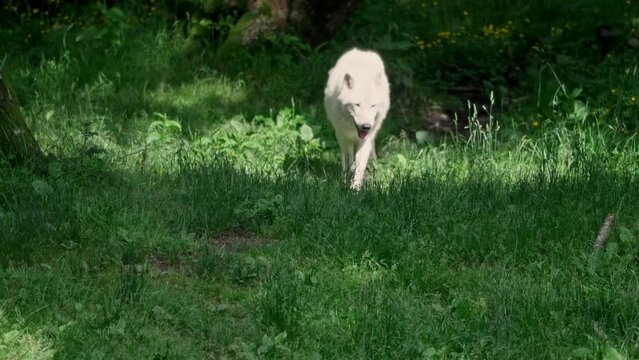 Arctic wolf (Canis lupus arctos)