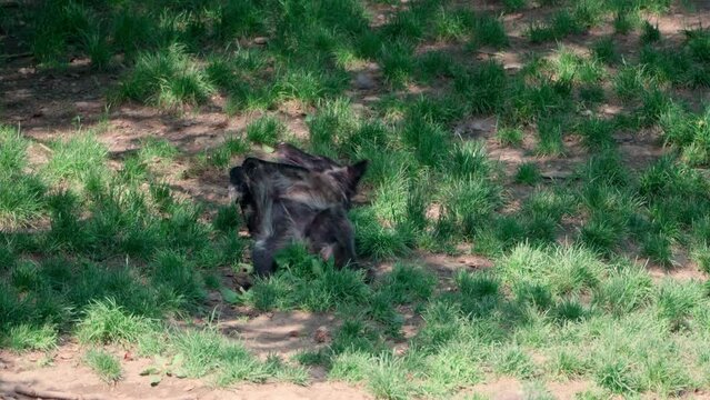 Canadian timber wolf