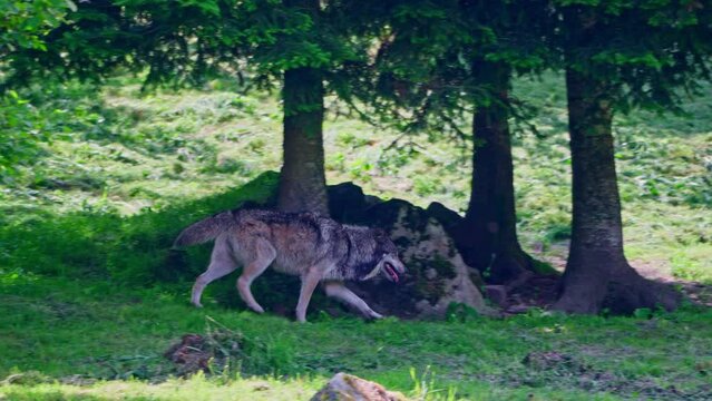 Grey Wolf (Canis lupus wolves)