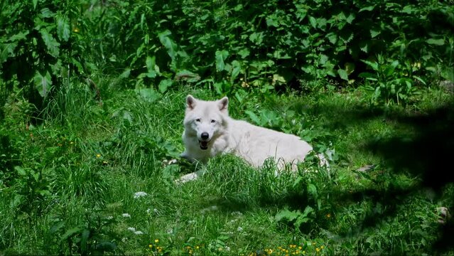 Arctic wolf (Canis lupus arctos)