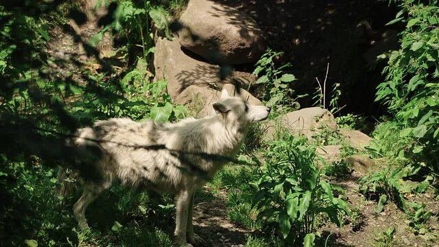 Arctic wolf (Canis lupus arctos)