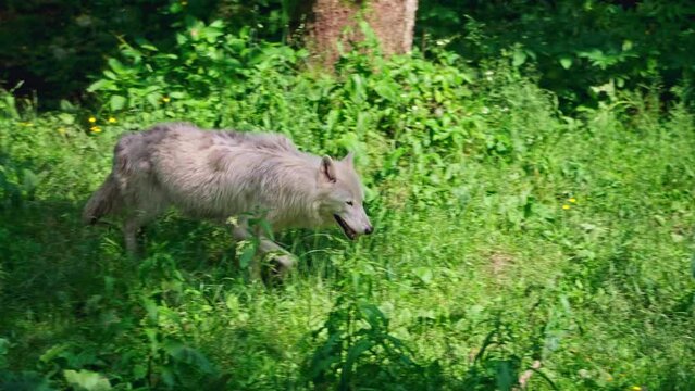 Arctic wolf (Canis lupus arctos)