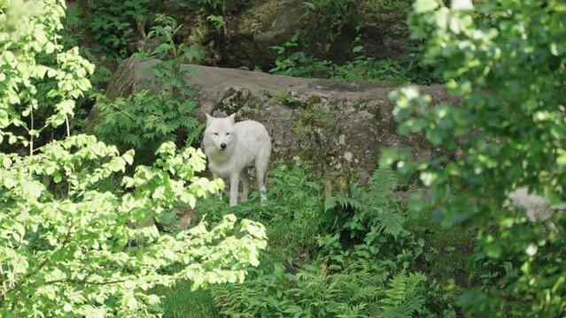 Arctic wolf (Canis lupus arctos)