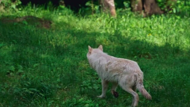Arctic wolf (Canis lupus arctos)