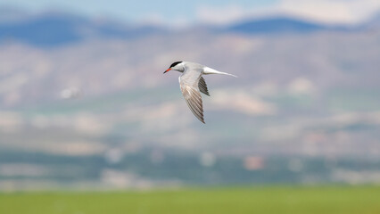 Bird photographs i took in Türkiye. İn their wild life habitat.