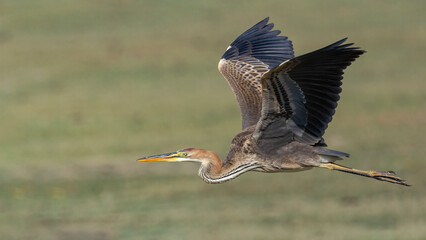 Bird photographs i took in Türkiye. İn their wild life habitat.