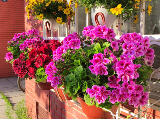 Fototapeta na wymiar colorful blooming geraniums at the balcony