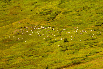 green field in the mountains with sheep in the pasture