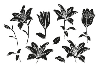 Lily flower silhouette hand drawn ink set for design of logo or tattoo,isolate on white background