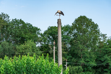 Beautiful white stork (Ciconia ciconia) on a background of blue sky. Adult stork standing on a light pole. Free text space.