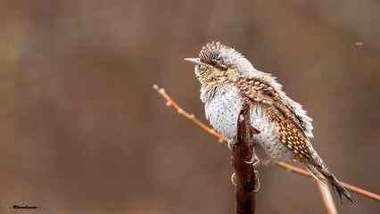 Bird photographs i took in Türkiye. İn their wild life habitat.