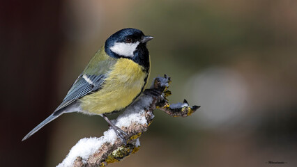 Beautifull colourful bird photographed in Türkiye.
