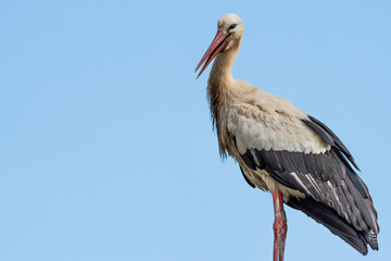 Beautiful white stork (Ciconia ciconia) on a background of blue sky. Adult stork standing on a light pole. Free text space.