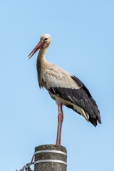 Beautiful white stork (Ciconia ciconia) on a background of blue sky. Adult stork standing on a light pole. Free text space.
