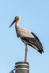 Beautiful white stork (Ciconia ciconia) on a background of blue sky. Adult stork standing on a light pole. Free text space.