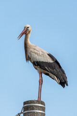 Beautiful white stork (Ciconia ciconia) on a background of blue sky. Adult stork standing on a light pole. Free text space.