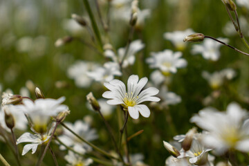 Weiße Blüten am Feldrand