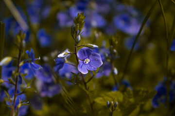 Lila Blüten am Feldrand