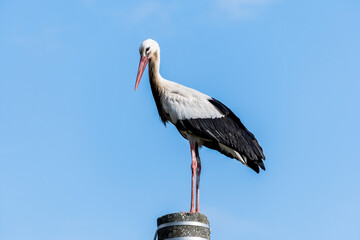 Beautiful white stork (Ciconia ciconia) on a background of blue sky. Adult stork standing on a light pole. Free text space.
