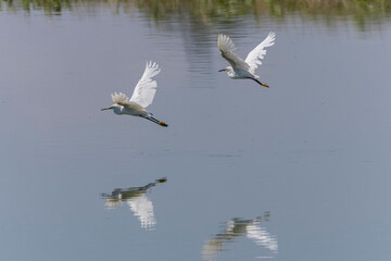 Snowy Egrets