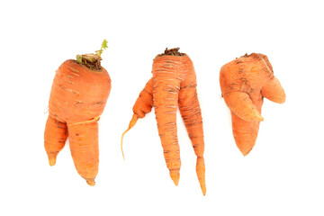 Twisted deformed and misshapen carrots. Organic imperfect examples on white background. Caused by...