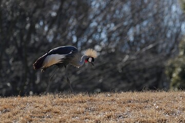 草の上を歩くホオジロカンムリヅル