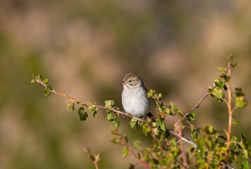 Brewer's Sparrow in the Pike National Forest
