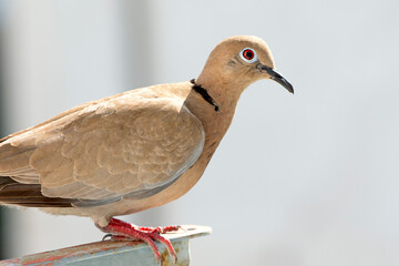 brown dove on a fence against gray background. selective focus. The Eurasian collared dove (Streptopelia decaocto) is a dove species native to Europe and Asia