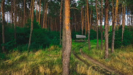 Obraz premium nature forest evergreen trees scenic view of august September edge time with wooden gazebo background