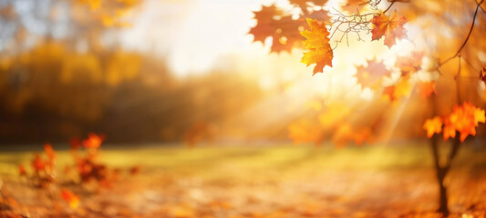 Beautiful orange and golden autumn leaves against a blurry park in sunlight with beautiful bokeh....