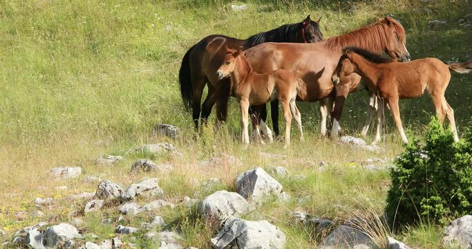 Horses in the meadow. National park Durmitor in Montenegro. Tourism in the Balkans.