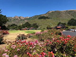 flowers on the mountain