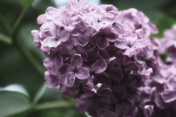 Beautiful purple lilac flowers outdoors, closeup. Floral background	