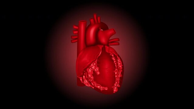 Human Heart Or Heart Beat Anatomy With 4K Regulation 