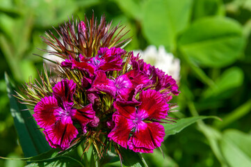 Obraz premium Sydney Australia, pink and crimson flowerhead of sweet william plant