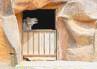 Camel in a  man made confinement
