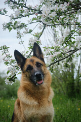 Dog posing near apple trees in garden. Red and black German Shepherd in the spring at the flowers. Beautiful portrait of a pet outside in nature. Greeting card