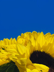 Macro shot of blooming yellow sunflower over the clear blue sky background. Symbolic high colored image. Close up, copy space for text.