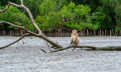 Mangrove forest at low tide and crab-eating macaque looking for food on muddy ground. Habitat and nature concept.