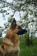 Dog posing near apple trees in garden. Red and black German Shepherd in the spring at the flowers. Beautiful portrait of a pet outside in nature. Greeting card
